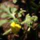 Sunny Geranium Blooms in Altadena