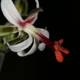 Red and White Orchid Flower