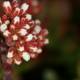 Captivating Geranium Blossom