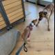 Playful Pups tangle with Leash