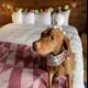 Cozy canine on cushy bedding