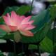 Pink Lotus Serenity
