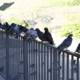 Pecking order on the fence
