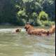 Summer Fun with Two Canine Swimmers