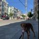A Canine's Walk in the City