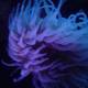 Majestic Purple Sea Anemone