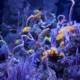 Underwater Symphony: The Coral Reef Ensemble