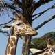Majestic Naturescape at SF Zoo: A Giraffe Encounter
