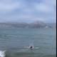 Ocean Swimmer with Bridge Backdrop
