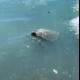 Sea Turtle Swimming near Boat in Waikiki