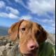 Majestic Vizsla on the Coastal Rocks