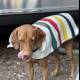 Colorful Stripes Dog Sweater